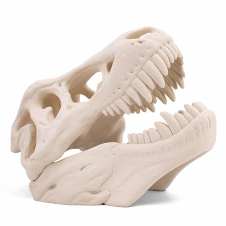 3DXtech - Simubone - Knochen - Bone modeling - Filament